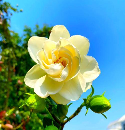 开心花的花语和寓意能否传递快乐？