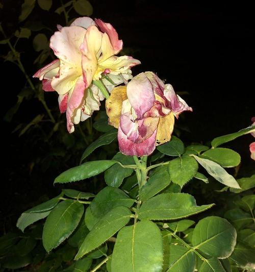 枯萎的鲜花象征着什么？