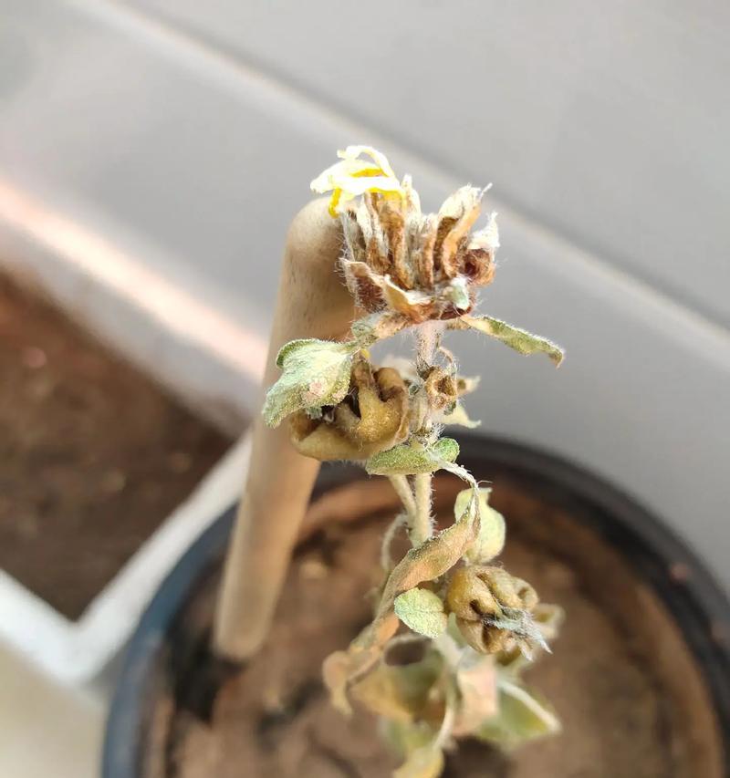 枯萎的鲜花象征着什么？