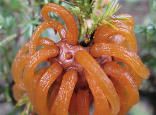 非洲白鹭花象征着什么？