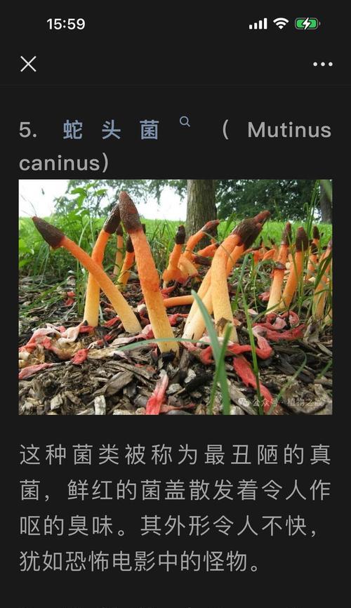 非洲白鹭花象征着什么？