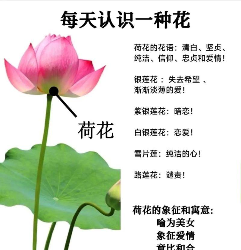 哪种花的花语象征美好爱情？它有什么特别的含义？