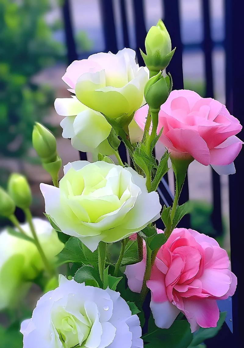 白杨桔梗的花语是什么？桔梗花有哪些特别的含义？