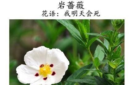 生菜在花语中代表了什么？