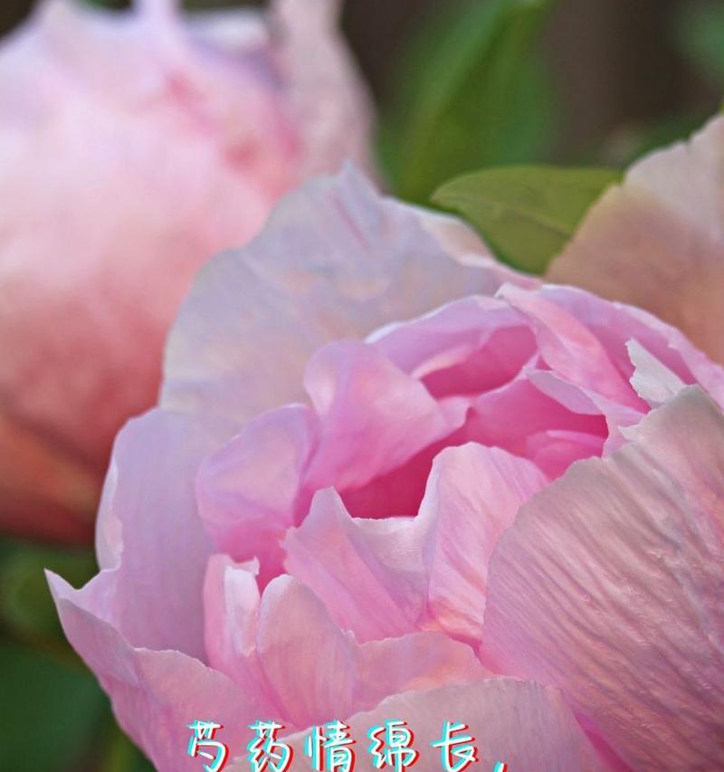 哪种花在花语中象征爱情？