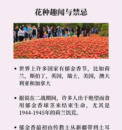 顽强平凡的花语代表什么？如何用它来鼓励他人？
