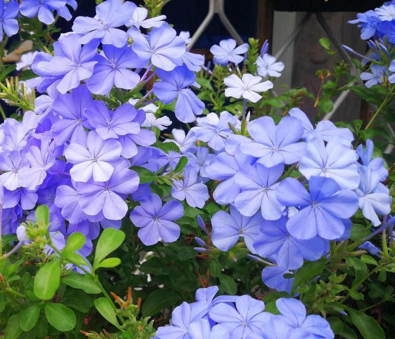 蓝色花朵的花语有何不同？与其他颜色相比呢？