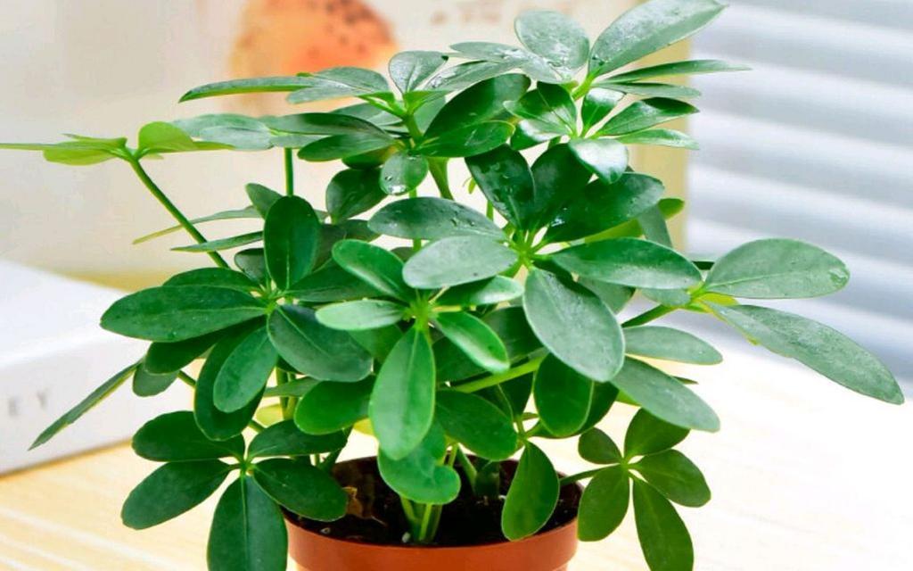 鸭脚木的花语适合送给什么人？鸭脚木的象征意义？