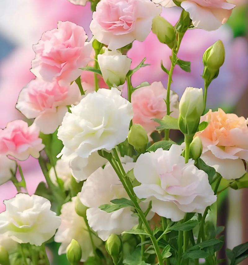 桔梗花的对立花语是什么？哪种花与桔梗相反？