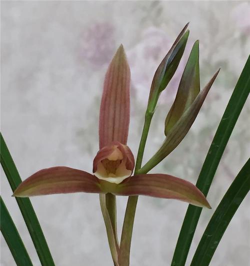 绿兰的花语是什么？绿兰在花语中象征着什么？