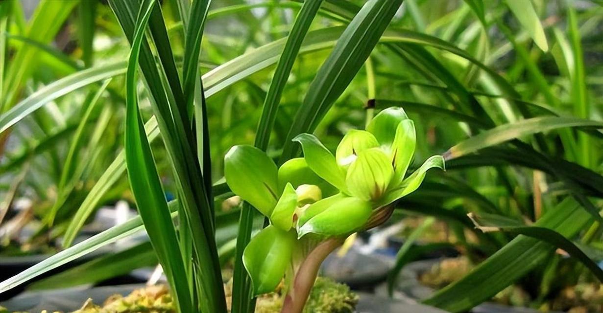 绿兰的花语是什么？绿兰在花语中象征着什么？