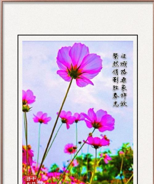 哪种花的花语象征放荡？花语背后的故事是什么？