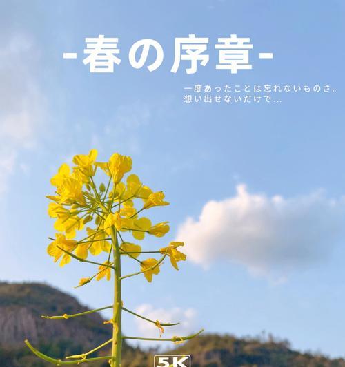 22岁美好的十年花语有何寓意？