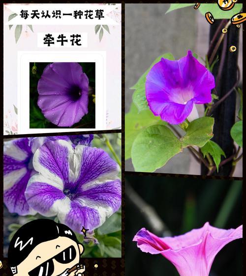 惦记人家的花语有何含义？它象征着什么？