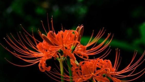 萧花语有何寓意？如何用萧花语表达情感？