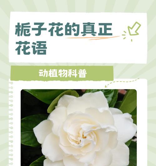 分享花语能带来哪些好处？