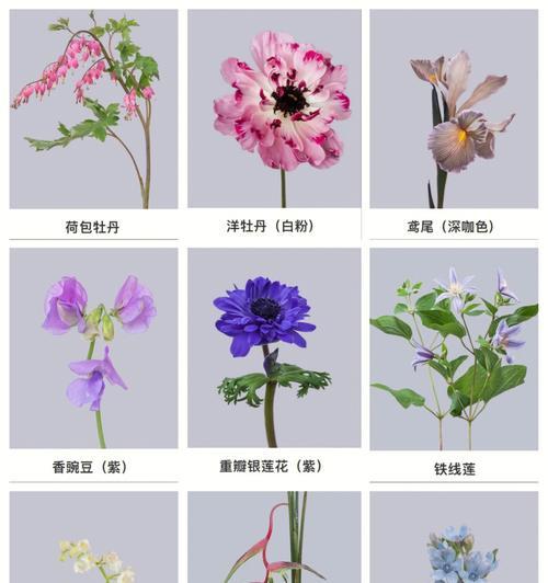 分享花语能带来哪些好处？