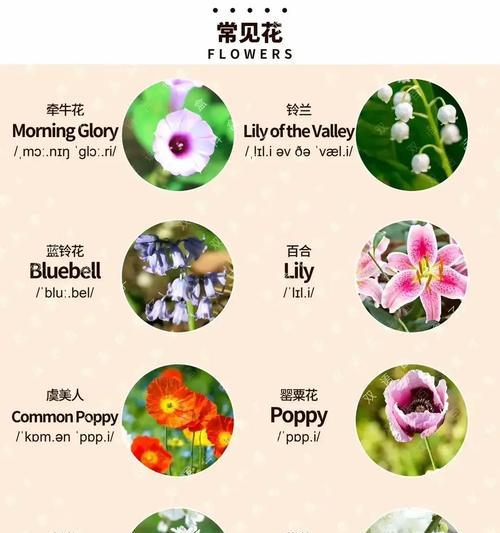 哪种花的花语代表高贵？
