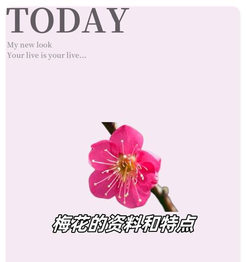 梅花的花语是什么？梅花语有哪些含义？