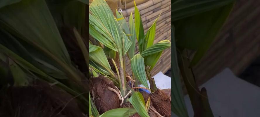 椰子花代表的寓意有哪些？