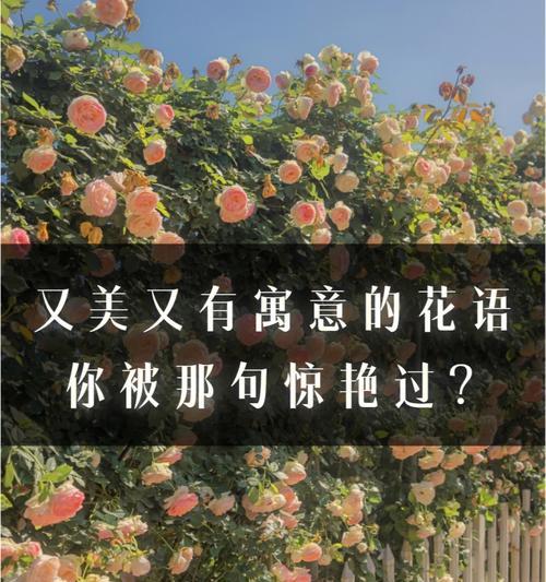 鲜花的花语有哪些？每种鲜花代表什么意义？