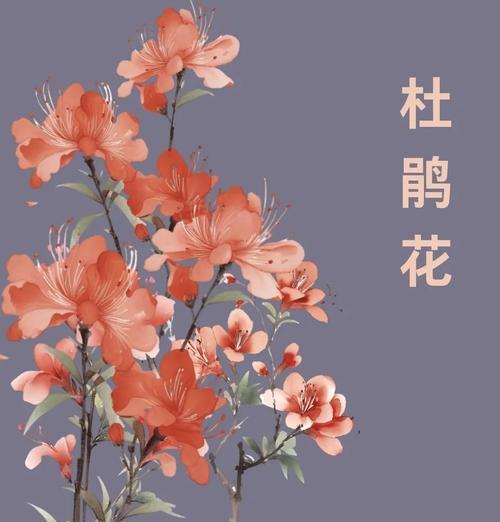 彩色杜鹃的花语和寓意有何特别之处？