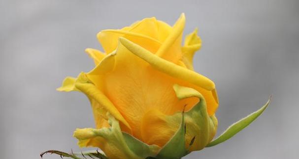 代表诸神的花语有何特殊含义？