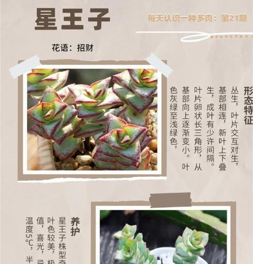 多肉植物的花语是什么？