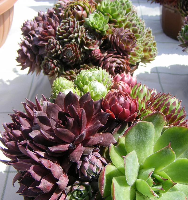 多肉植物的花语是什么？
