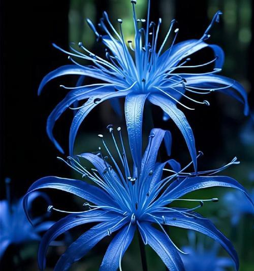 哪种花的花语是思念？如何用花表达思念之情？