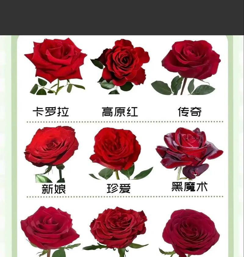 生日时送十八朵玫瑰花代表什么？