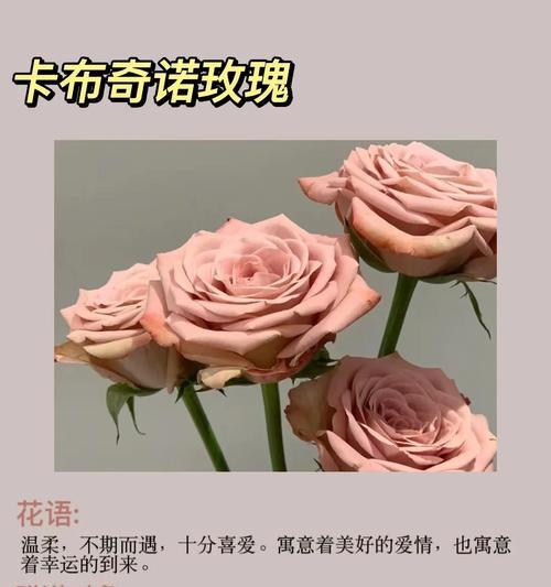 卖花配上花语是什么？如何选择合适的花语来搭配鲜花？