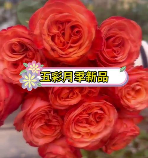 庆祝升级成功应选哪种花？它的花语有何寓意？