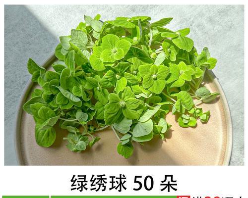 庆祝升级成功应选哪种花？它的花语有何寓意？