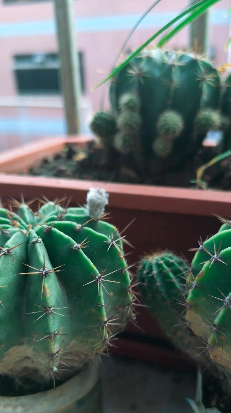 仙人球花语如何表达得更美？它在植物语言中有何特点？