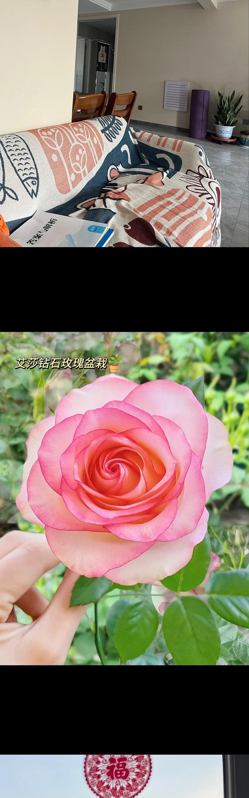 艾莎玫瑰特别香的花语是什么？艾莎玫瑰的特殊含义是什么？