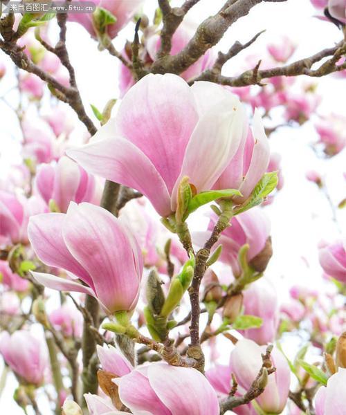 玉兰花的花语粉色的花是什么？粉色玉兰花代表了哪些情感？