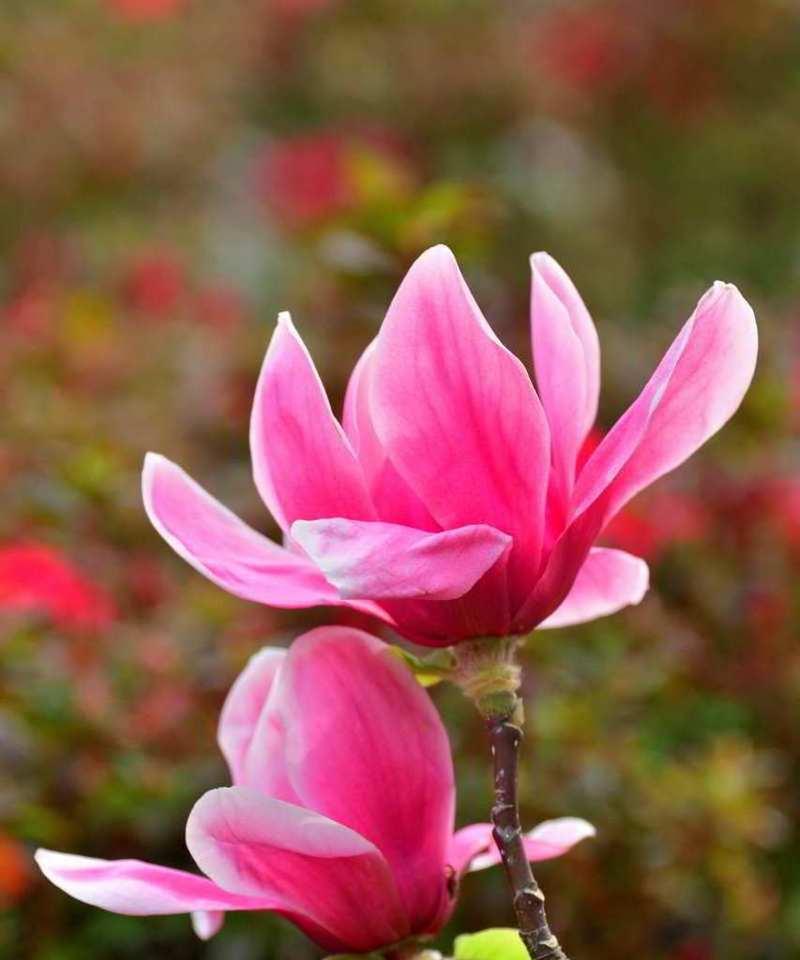 玉兰花的花语粉色的花是什么？粉色玉兰花代表了哪些情感？