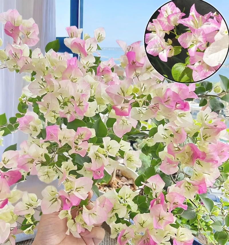 国庆节花卉有哪些花语？