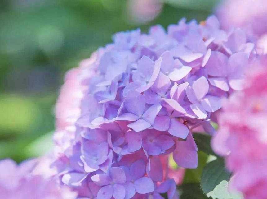 鲜花的花语通常代表什么？