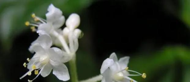 四朵梗花代表的三笠花语是什么？它有何象征意义？