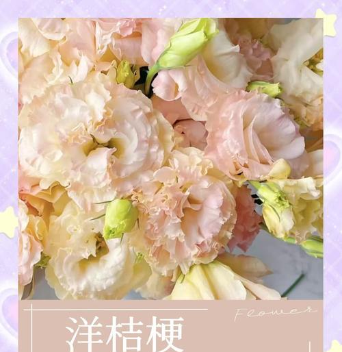 哪种花象征着永恒不变的爱情？