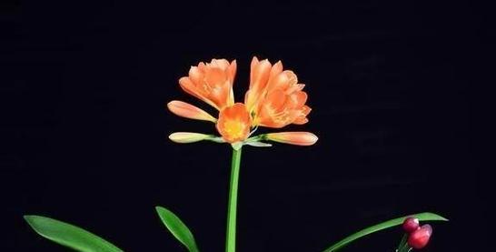 哪种花象征着永恒不变的爱情？