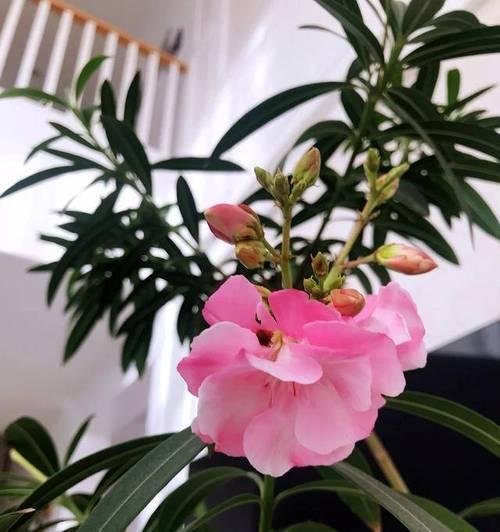 花语高开低走通常指哪种花？