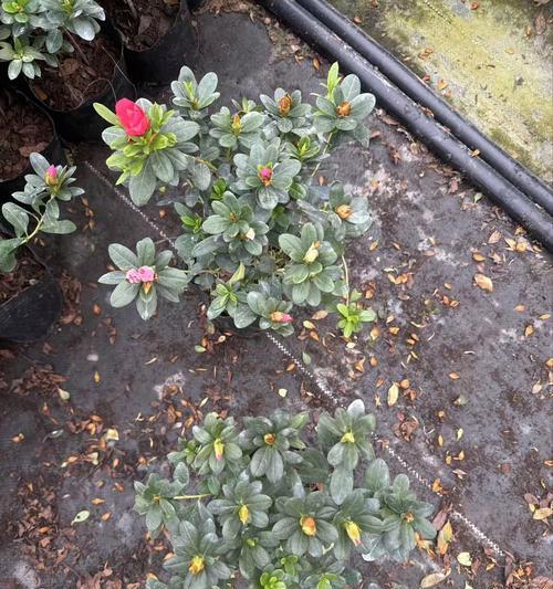 花语高开低走通常指哪种花？