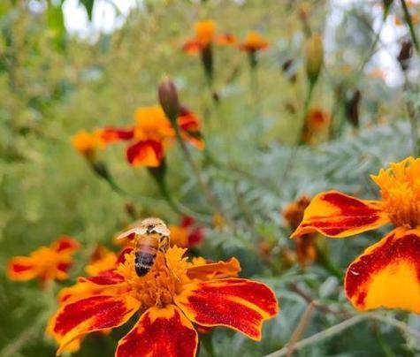哪种花代表重逢？花语是什么？