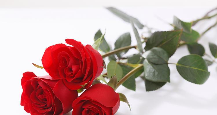 哪种花代表重逢？花语是什么？