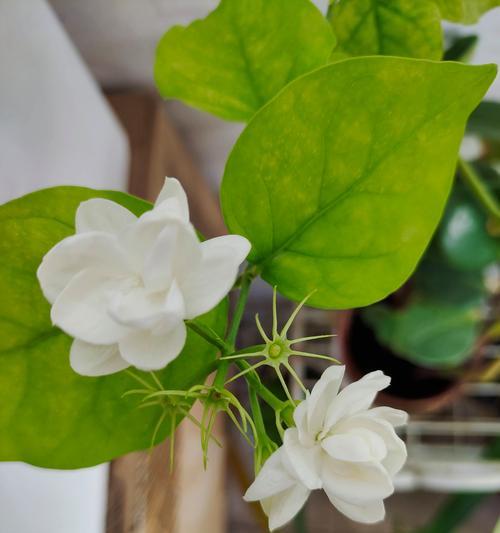 白花的花语有哪些含义？