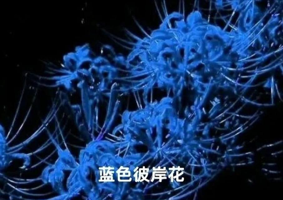 白花的花语有哪些含义？