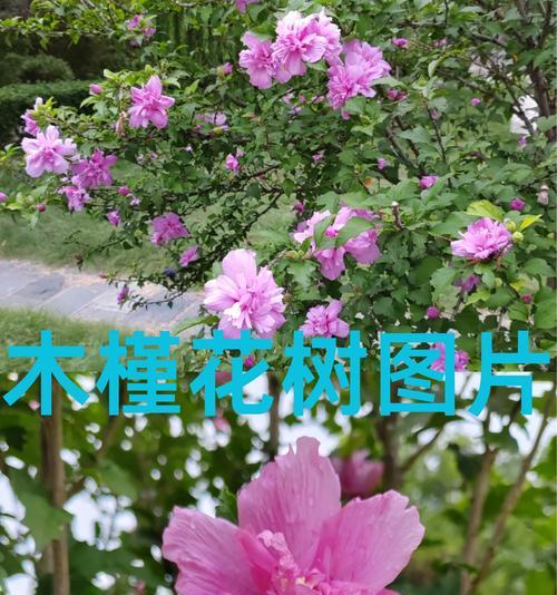 道具属于你的花语有何深意？它通常用来表达什么？